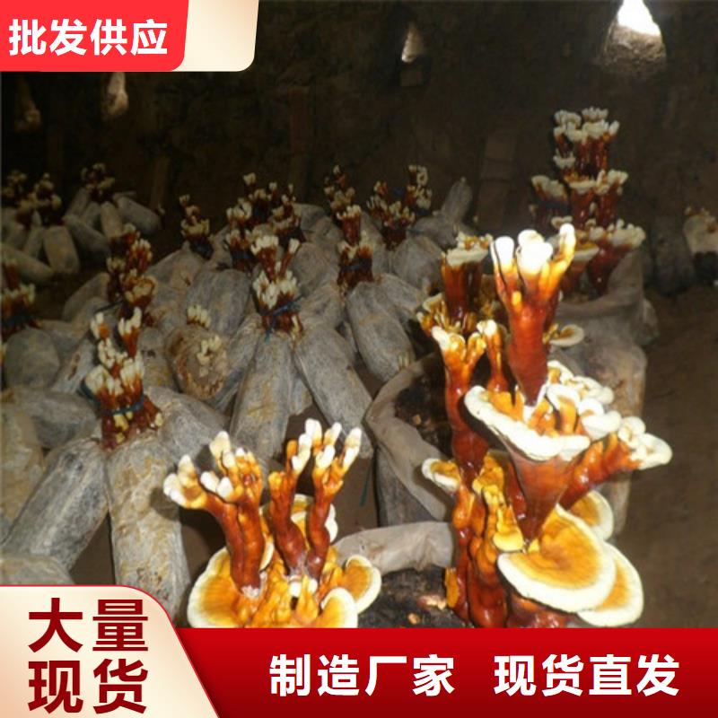靈芝孢子粉廠銷價(jià)優(yōu)