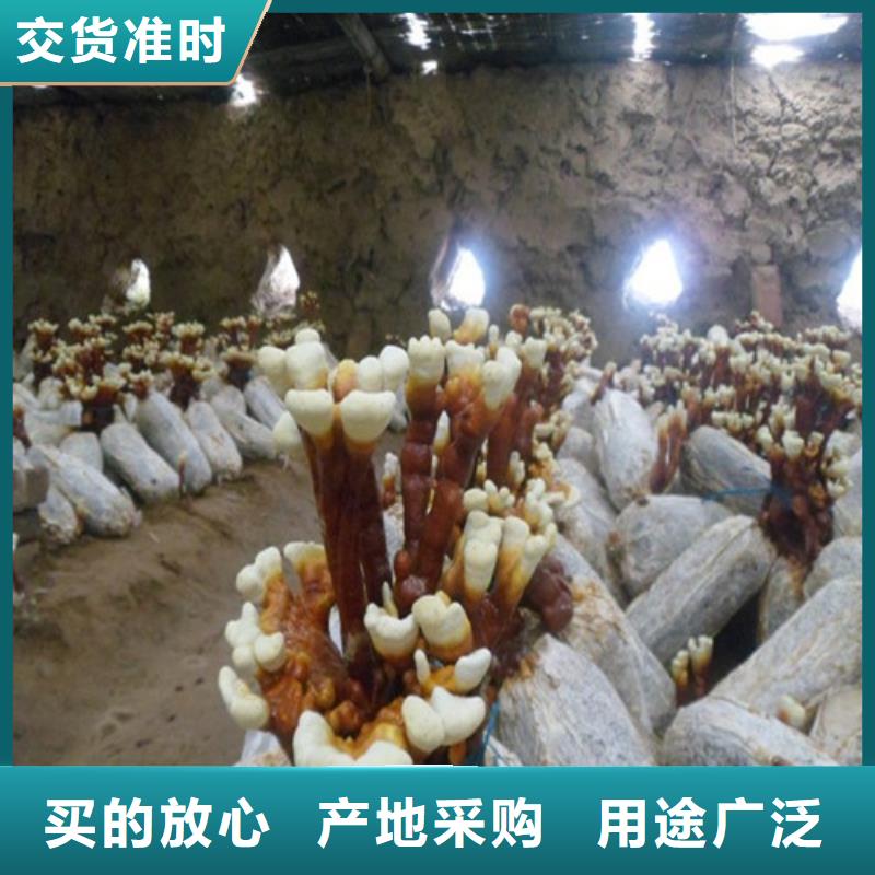 口碑好的靈芝孢子粉生產廠家