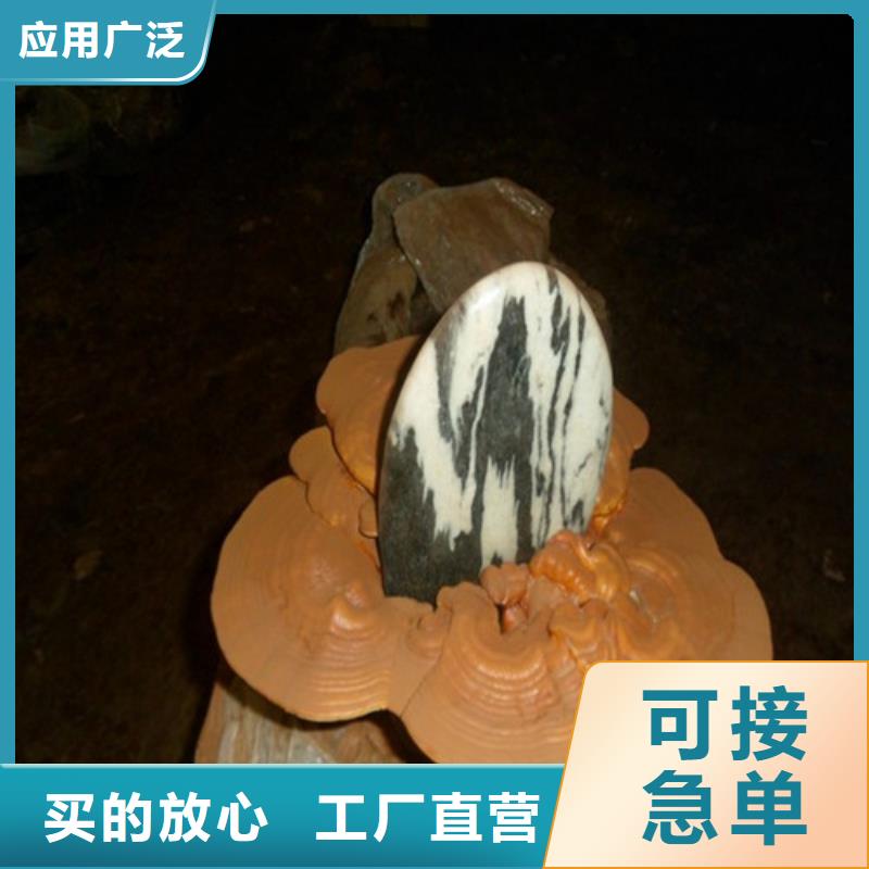 靈芝粉出廠價格