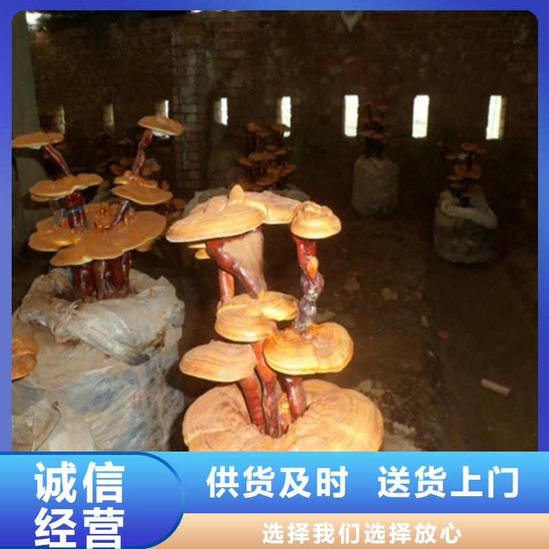 重信譽靈芝孢子粉供應廠家