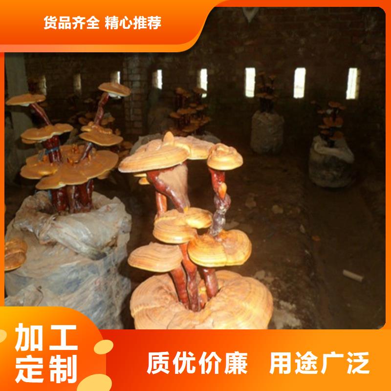 靈芝孢子粉-我們只做高品質