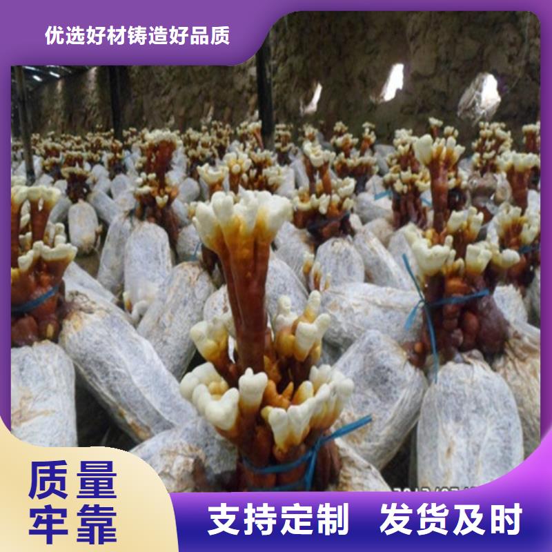 靈芝孢子粉自產自銷