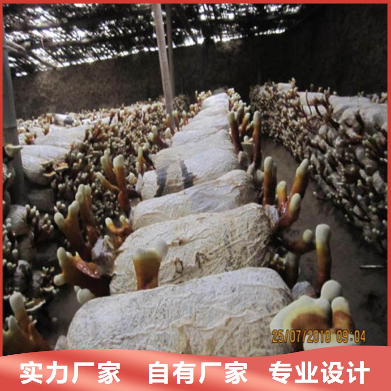 重信譽(yù)靈芝孢子粉供應(yīng)廠家