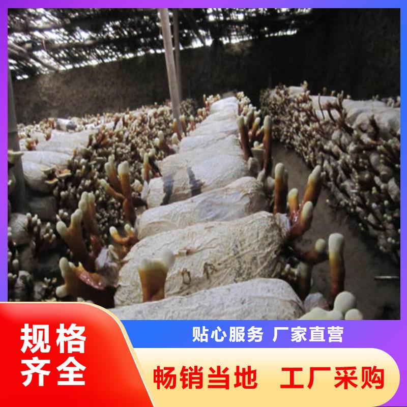 批發靈芝孢子粉的批發商