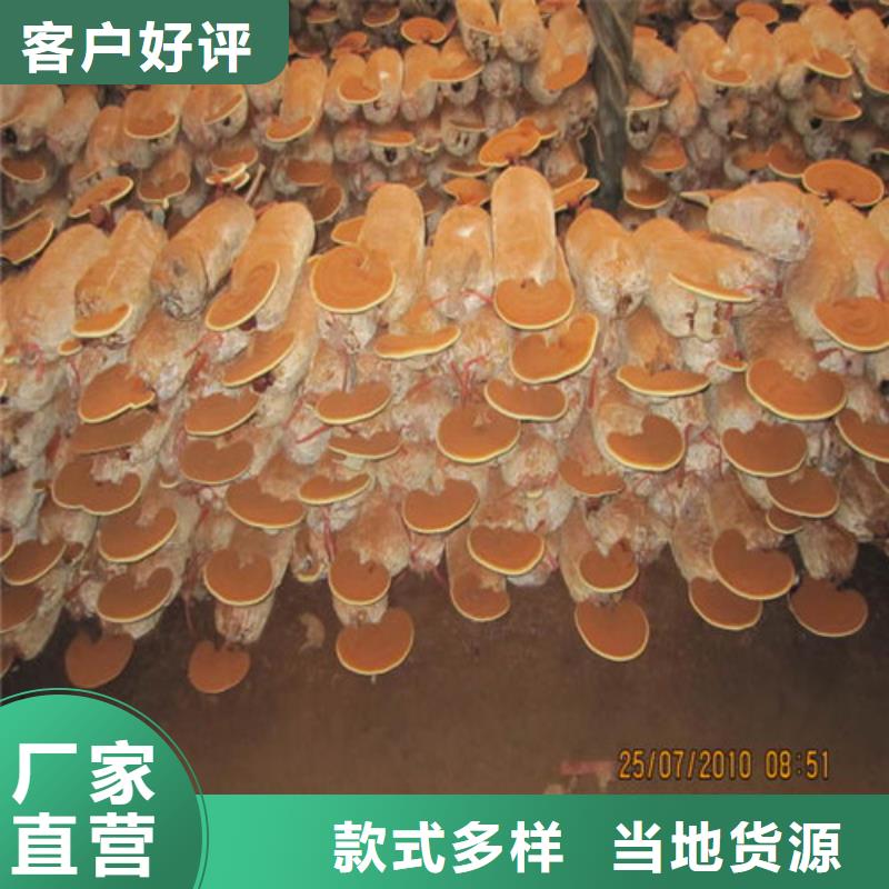 靈芝孢子粉、靈芝孢子粉生產(chǎn)廠家-找云海靈芝種植專業(yè)合作社真誠合作