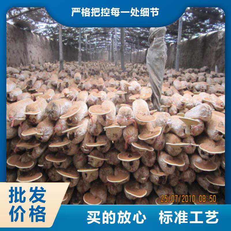 靈芝菌種是什么味道