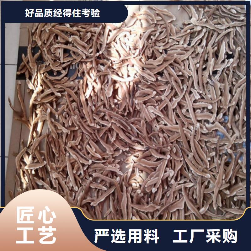 靈芝菌種基地種植好
