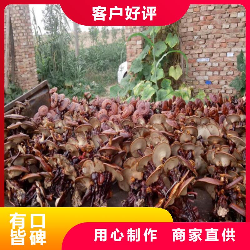 靈芝菌種出廠價格