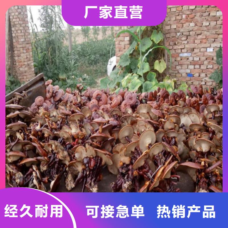 靈芝孢子粉咨詢電話