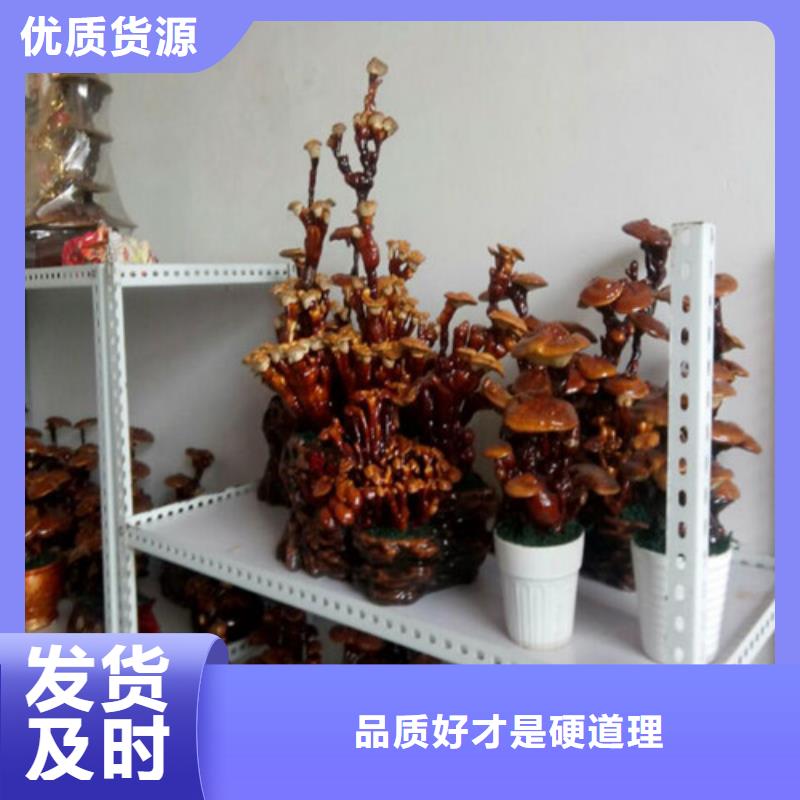 性價(jià)比高的靈芝孢子粉批發(fā)商