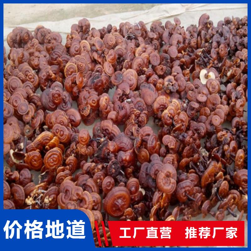 【圖】靈芝孢子粉價格