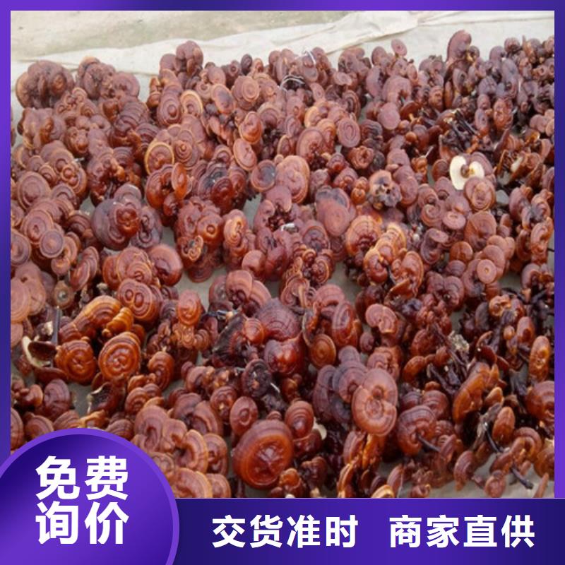 靈芝孢子粉多年生產經驗
