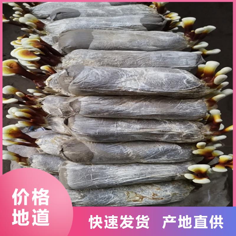 靈芝孢子粉品牌廠家-買著放心