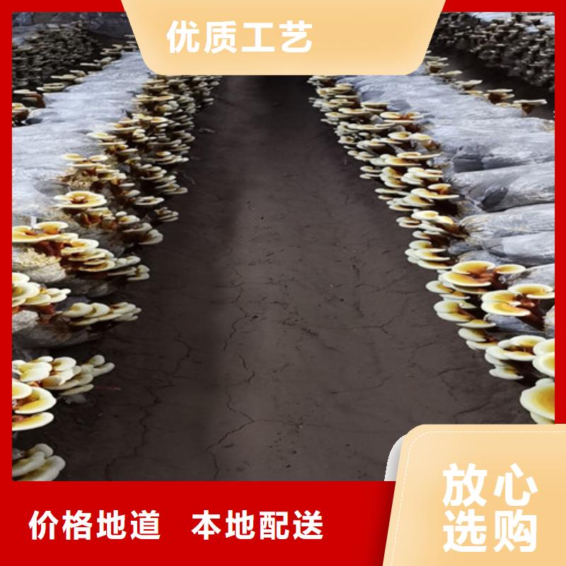規(guī)格齊全的靈芝孢子粉經(jīng)銷商
