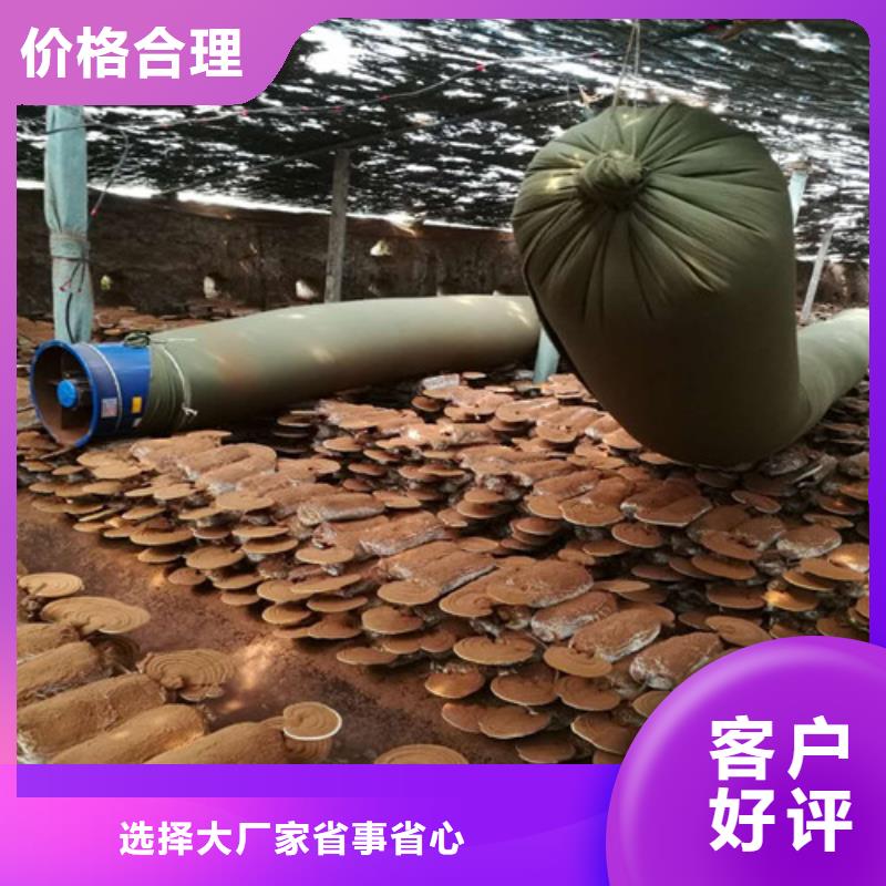 靈芝孢子粉質(zhì)量優(yōu)異