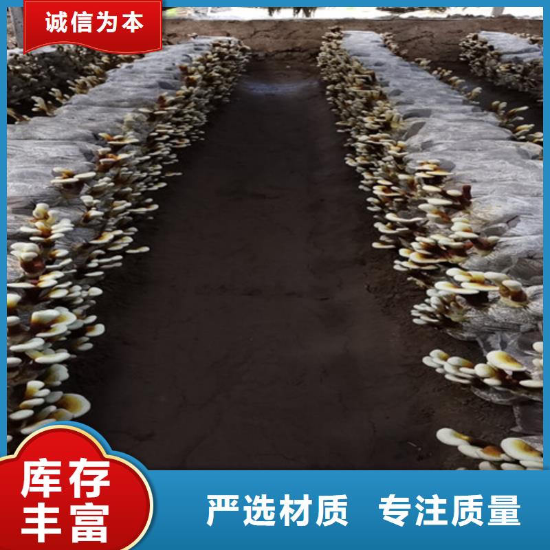 靈芝孢子粉發貨就是快