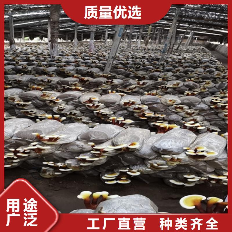 天然靈芝、天然靈芝廠家-庫存充足