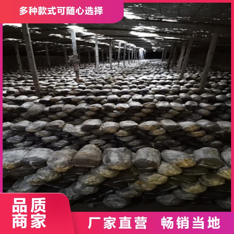 口碑好的靈芝孢子粉生產廠家