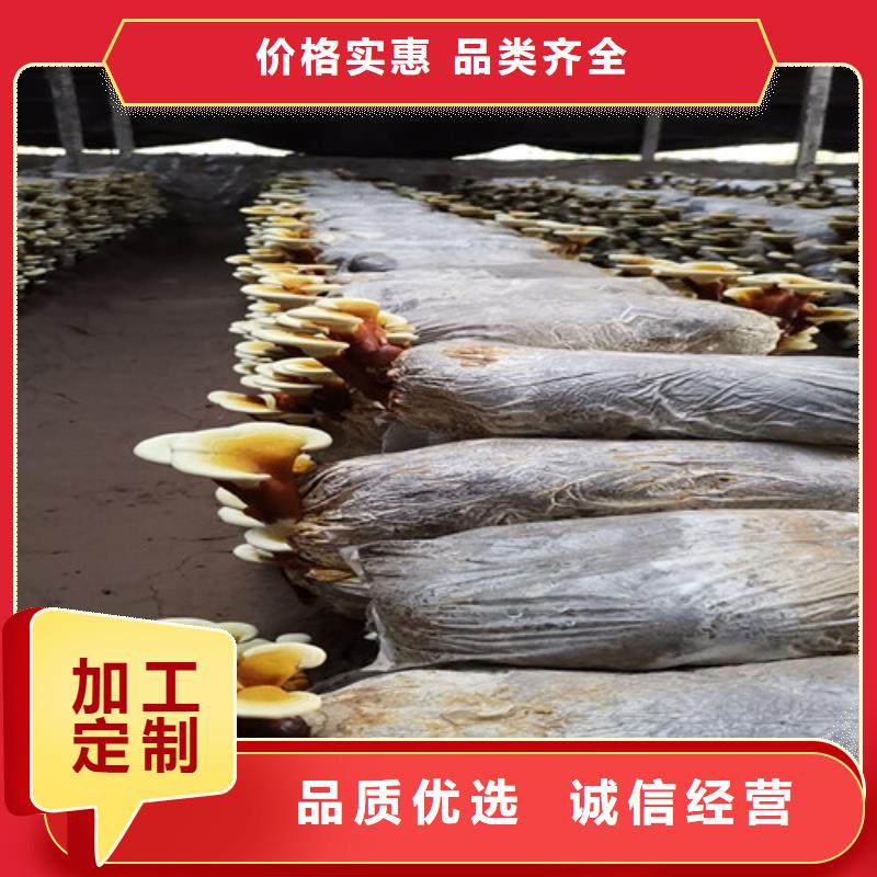 質優價廉的靈芝孢子粉銷售廠家