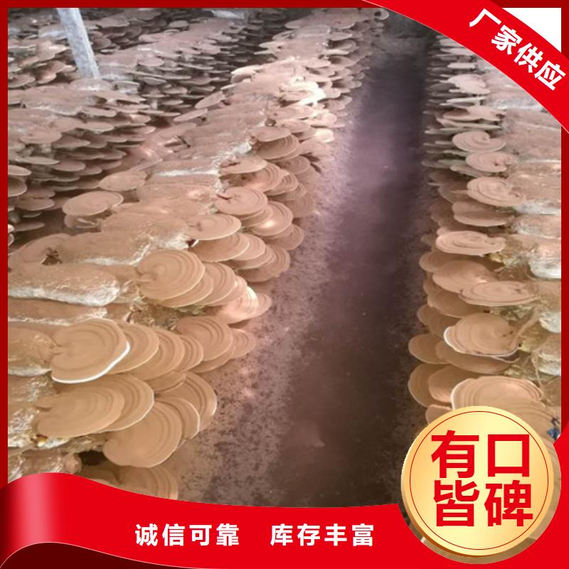 靈芝粉出廠價格