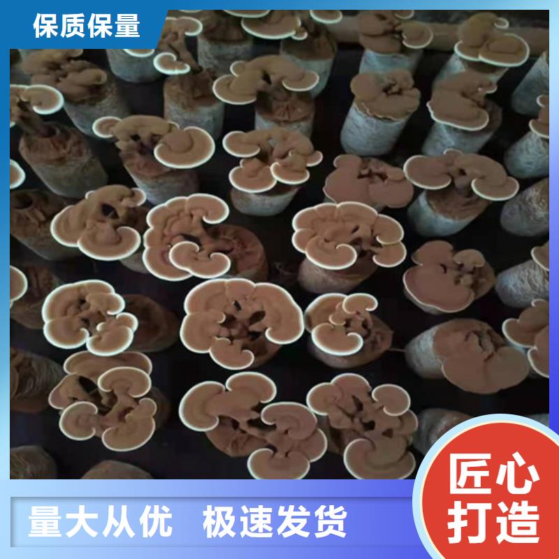 靈芝孢子粉工藝精湛