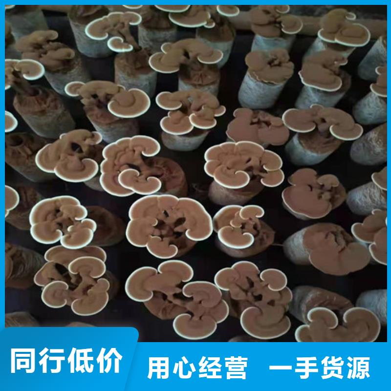 靈芝孢子粉廠家