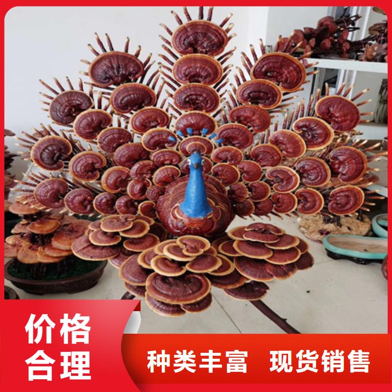 靈芝孢子粉質(zhì)量優(yōu)異