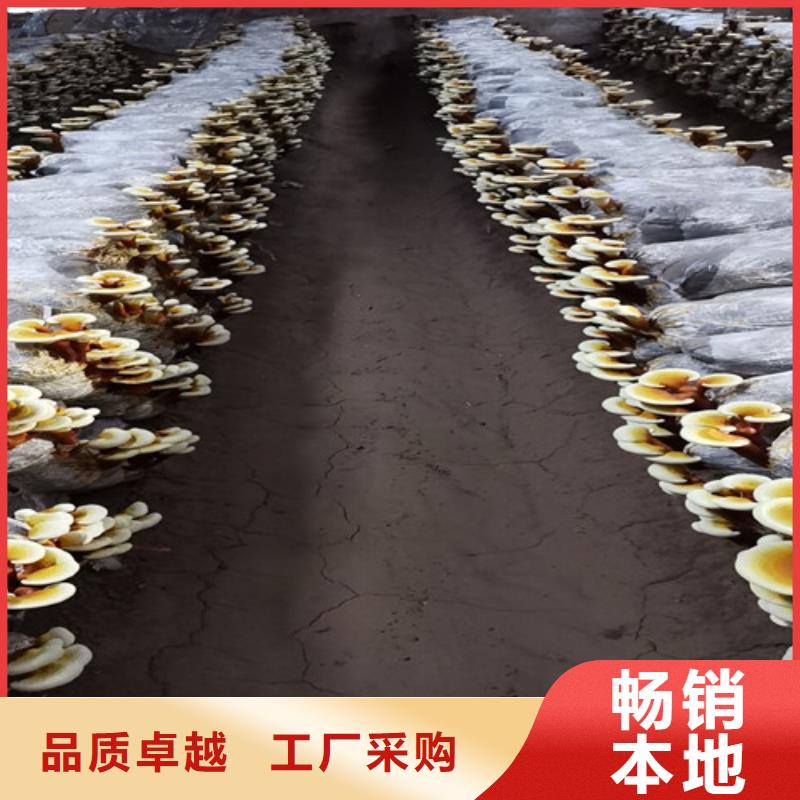 靈芝孢子粉廠家現(xiàn)貨