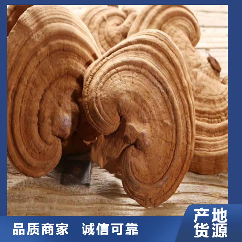 用戶認可的靈芝孢子粉廠家