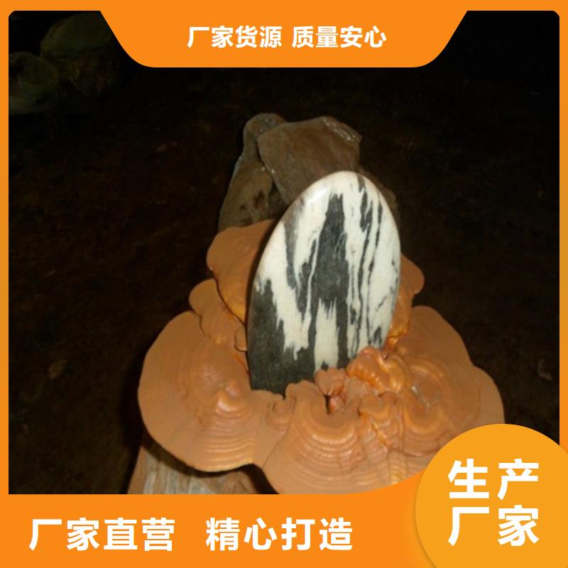 靈芝粉天天低價