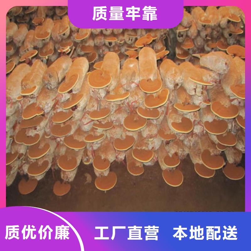 靈芝粉現貨銷售