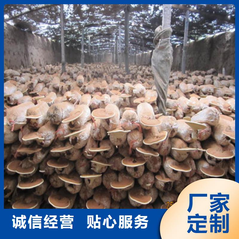 煲湯靈芝多年經驗
