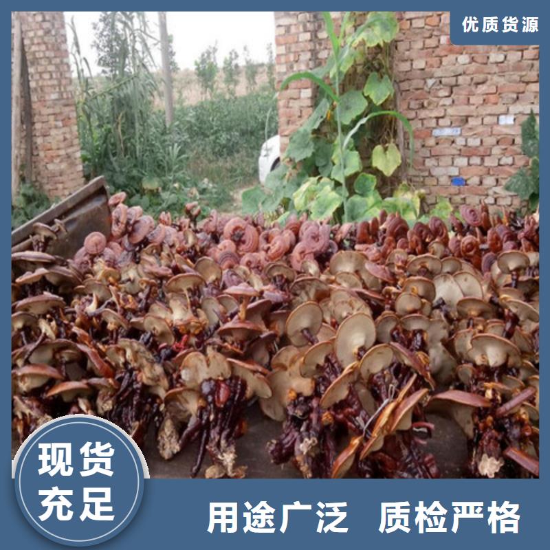 赤靈芝行情