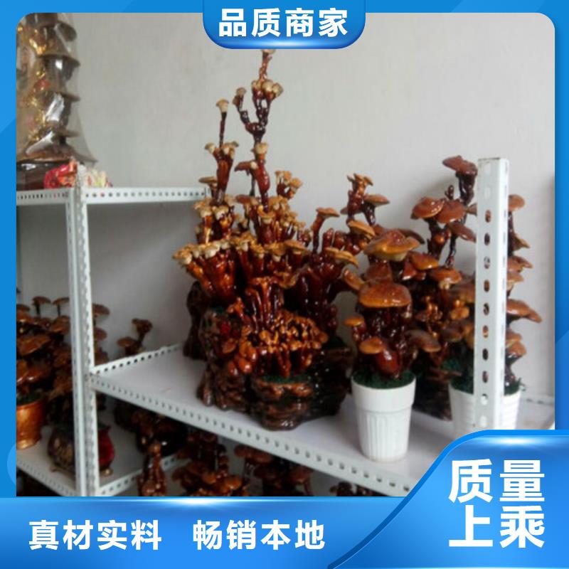 質量靠譜的靈芝粉廠家