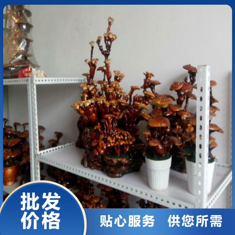 靈芝粉廠家-貨到付款