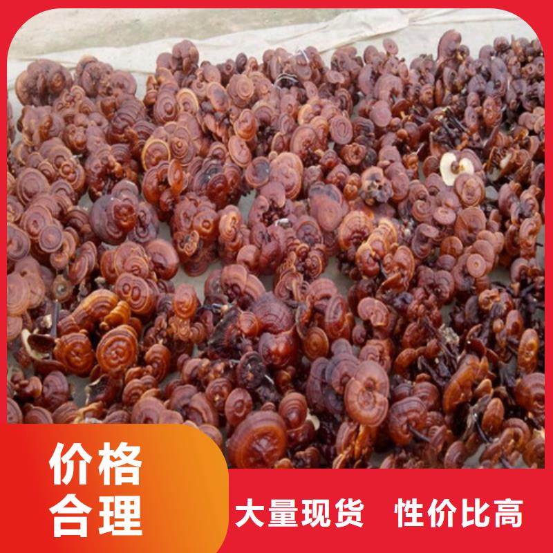 靈芝粉-靈芝粉靠譜