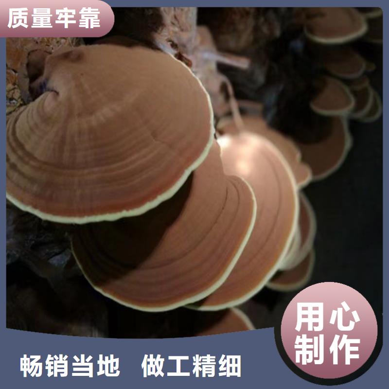 天然灵芝参数详情