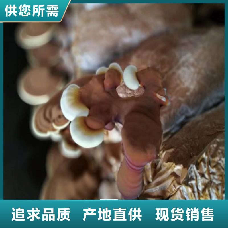 #靈芝粉#歡迎來廠參觀