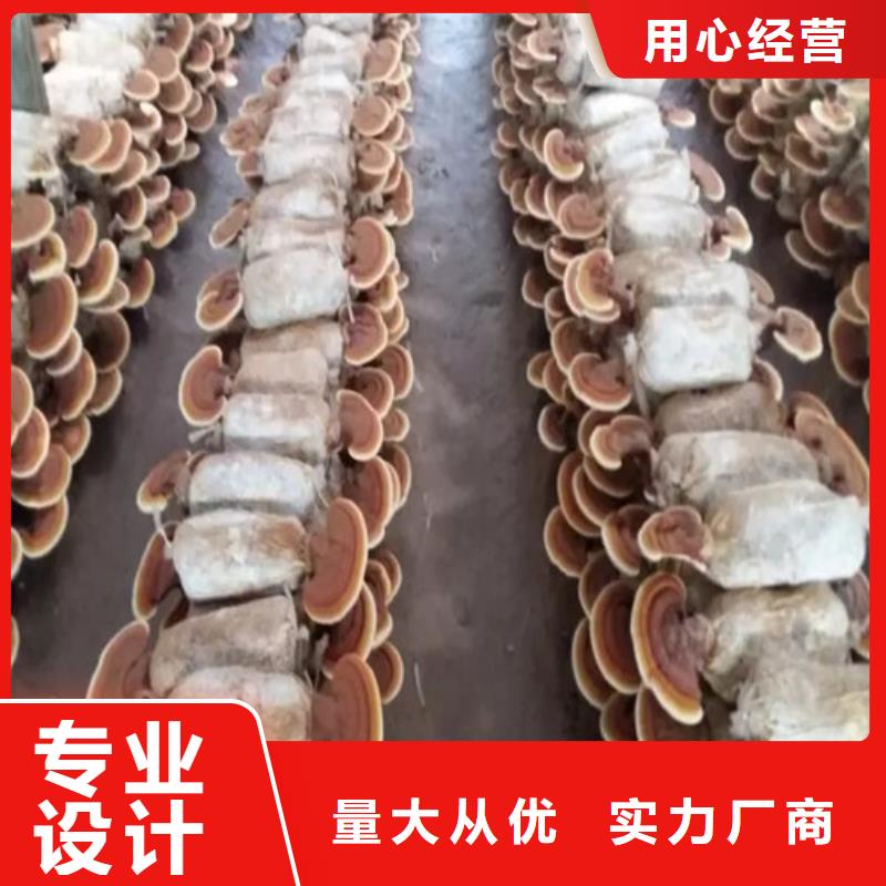 干靈芝報價