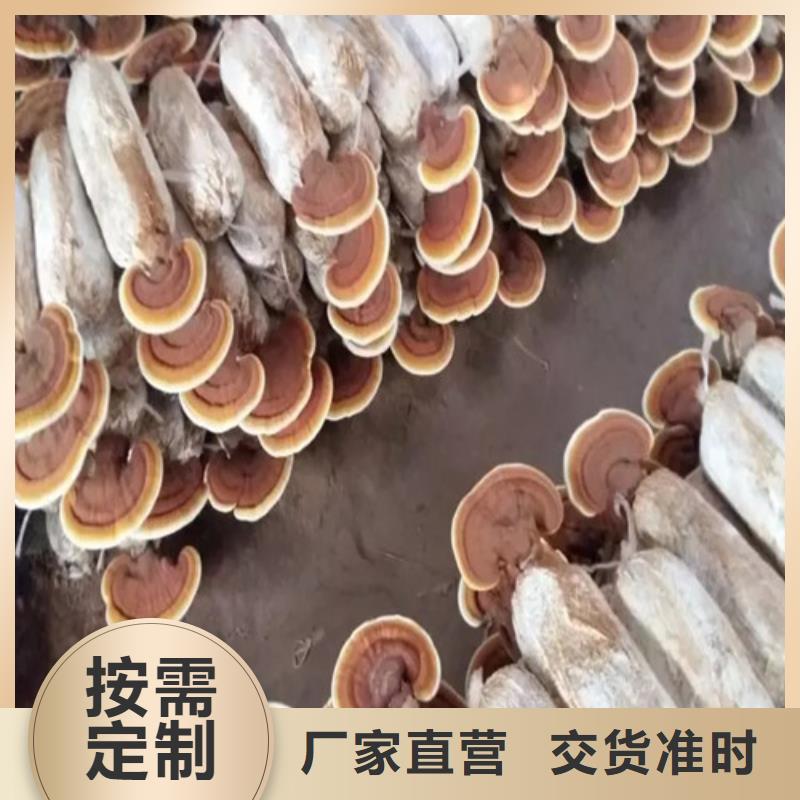 靈芝粉-好產品用質量說話