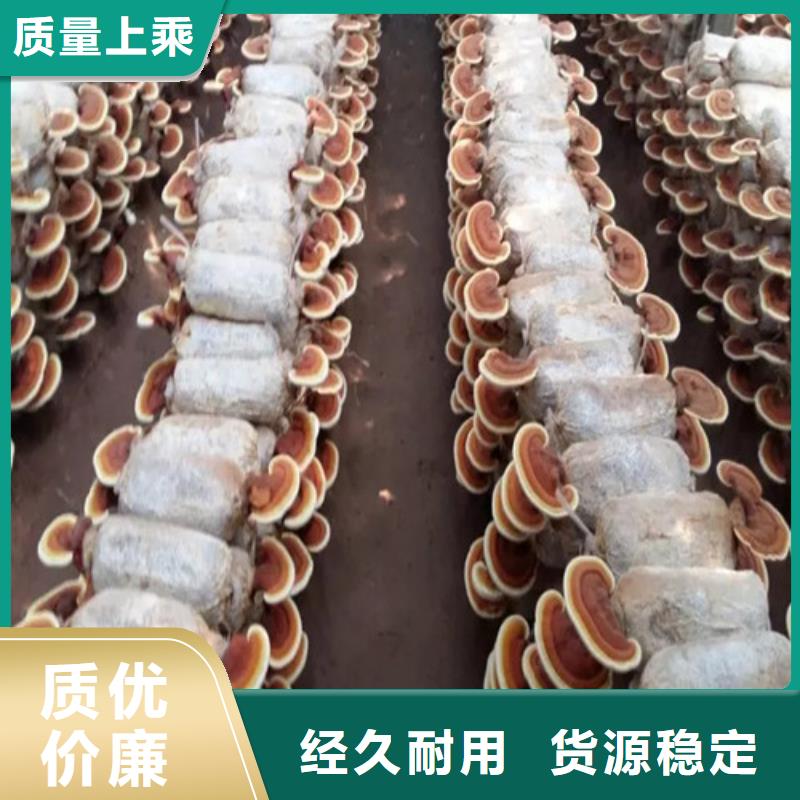 發貨及時的靈芝粉批發商