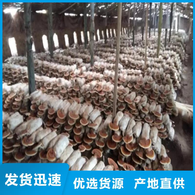 靈芝粉批發(fā)-歡迎詢價