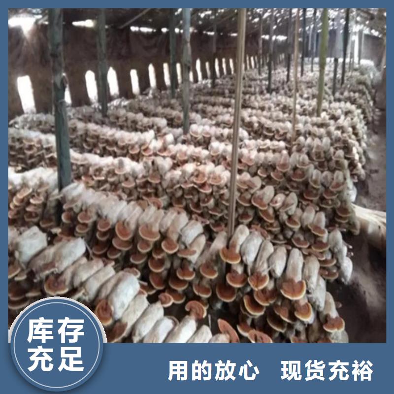 靈芝粉優質品牌