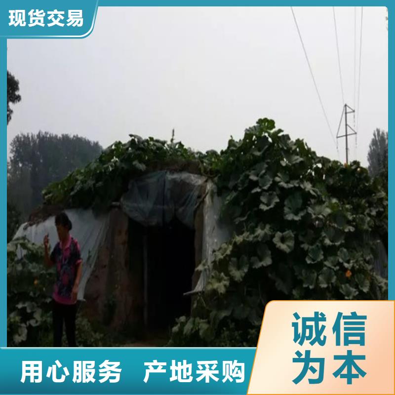 靈芝粉質量可靠的廠家