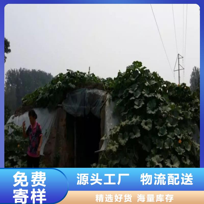 靈芝粉老品牌