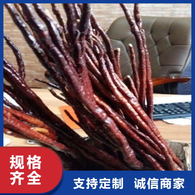 干靈芝報價