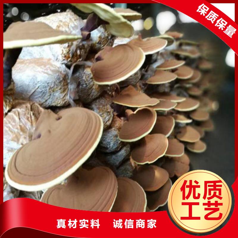 靈芝粉廠家總部
