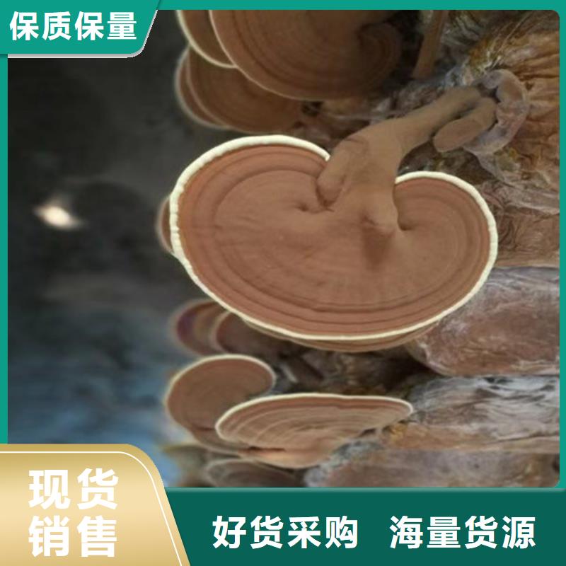 甄選：靈芝母種菌種生產廠家