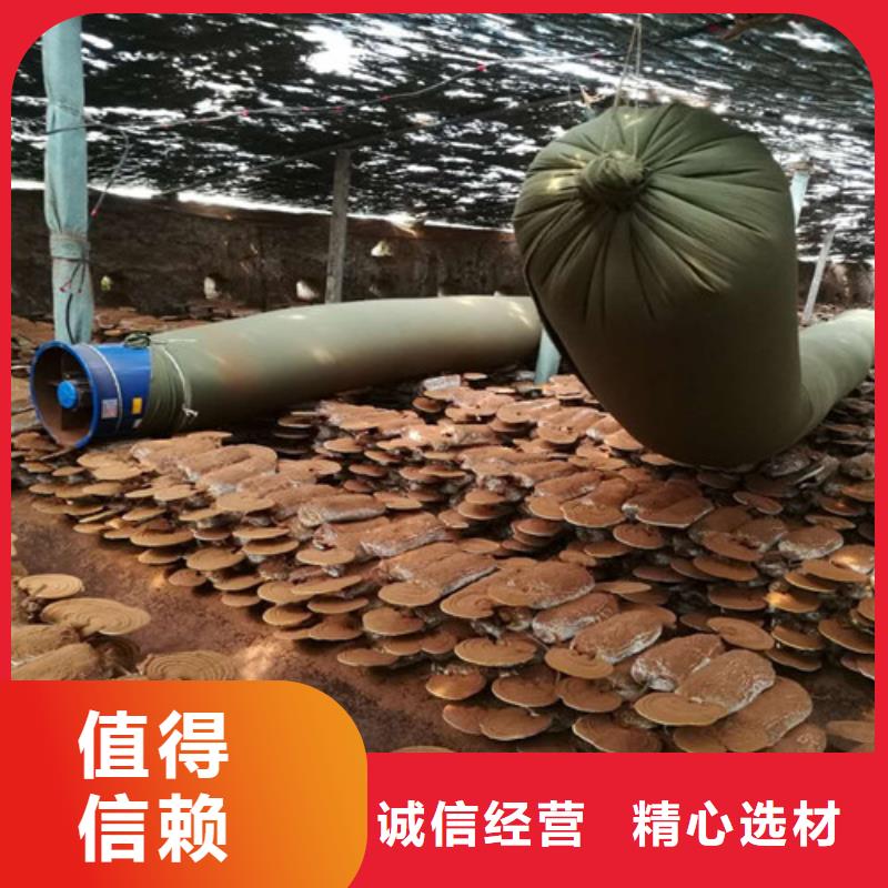 靈芝粉廠家總部