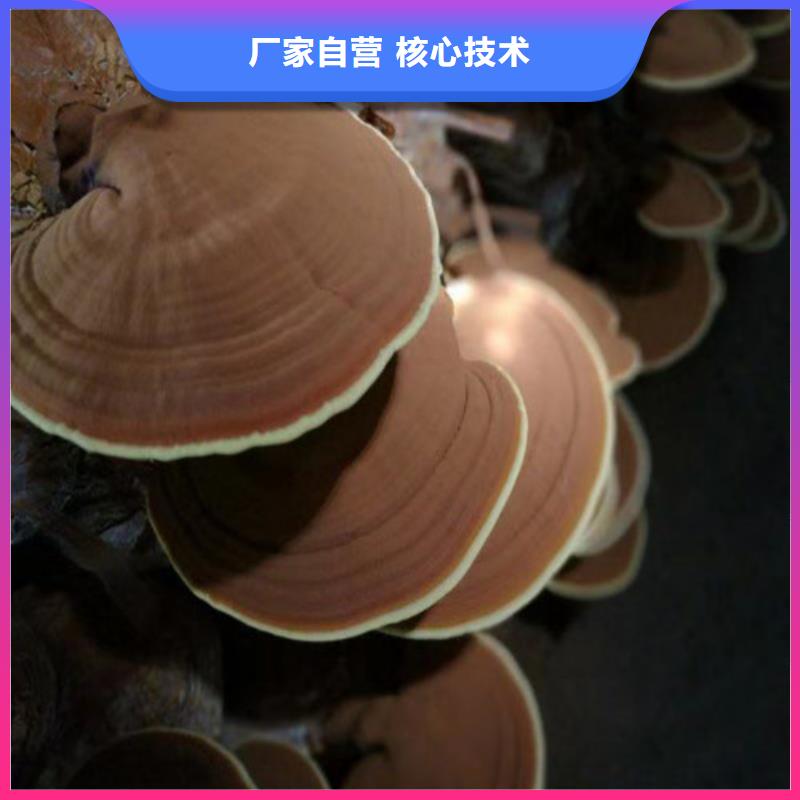 贵州省本土(云海)灵芝孢子粉生产厂家